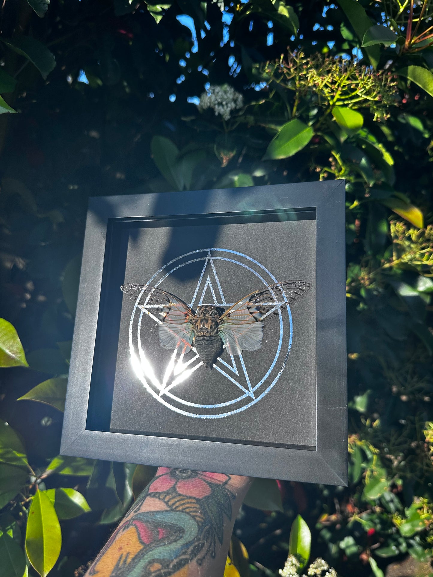 White Ghost Cicada black & white