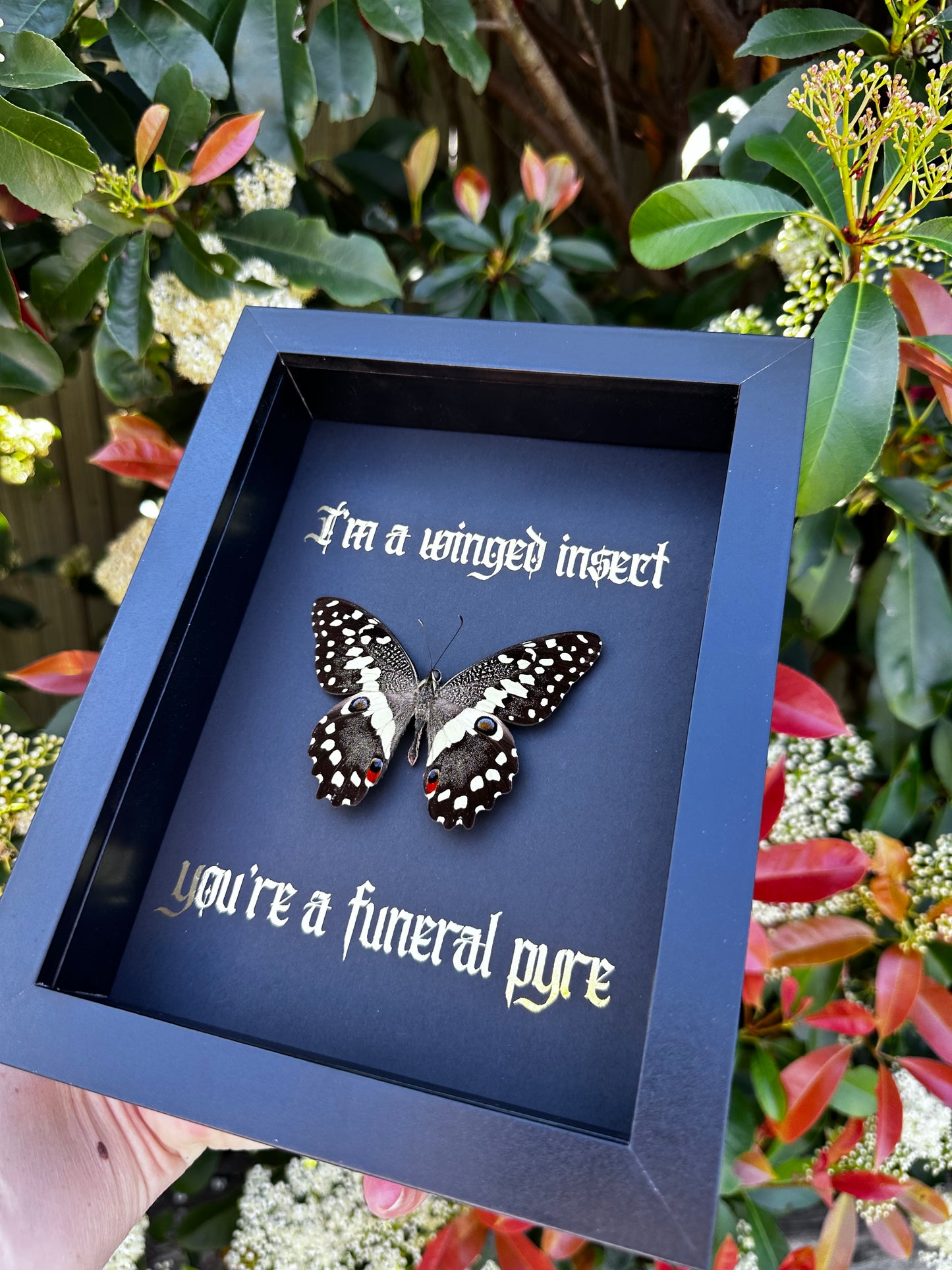 I’m a winged insect #1