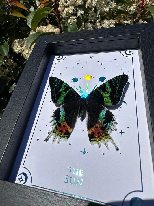 Sunset Moth