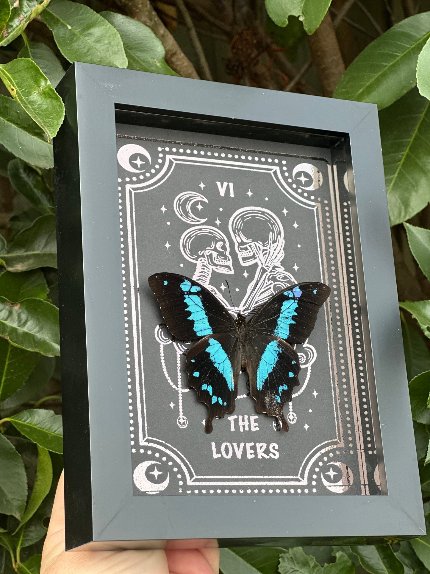 Papilio Oribazus - The Lovers