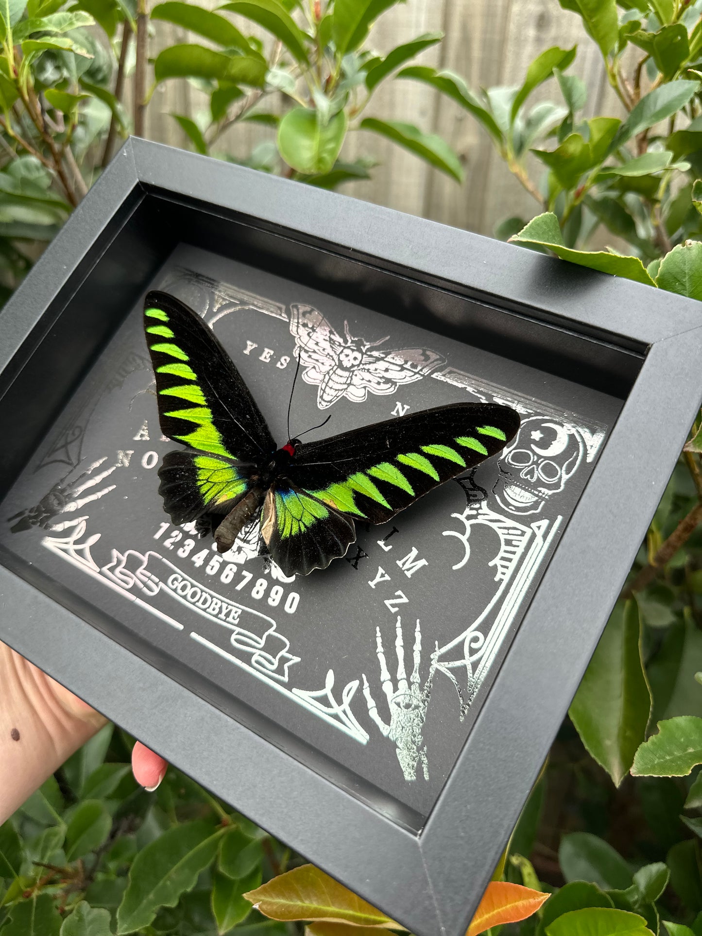 Papilio brookiana (Raja Birdwing)