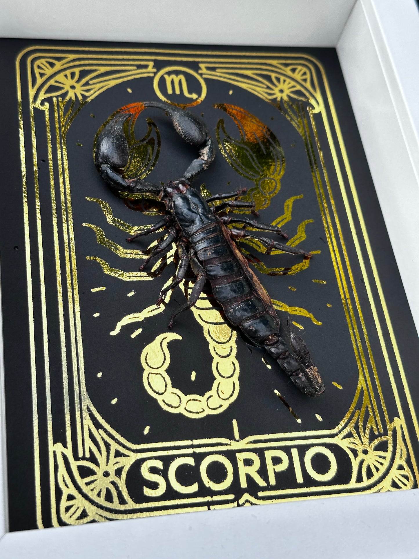 Scorpio ♏️
