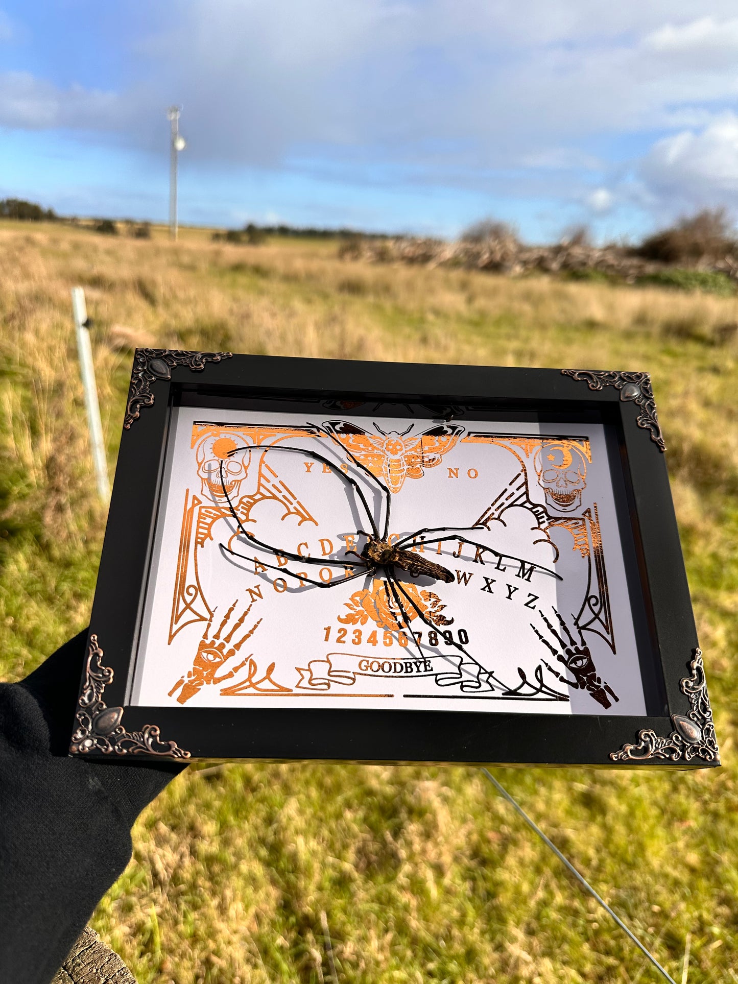 Golden Orb Weaver