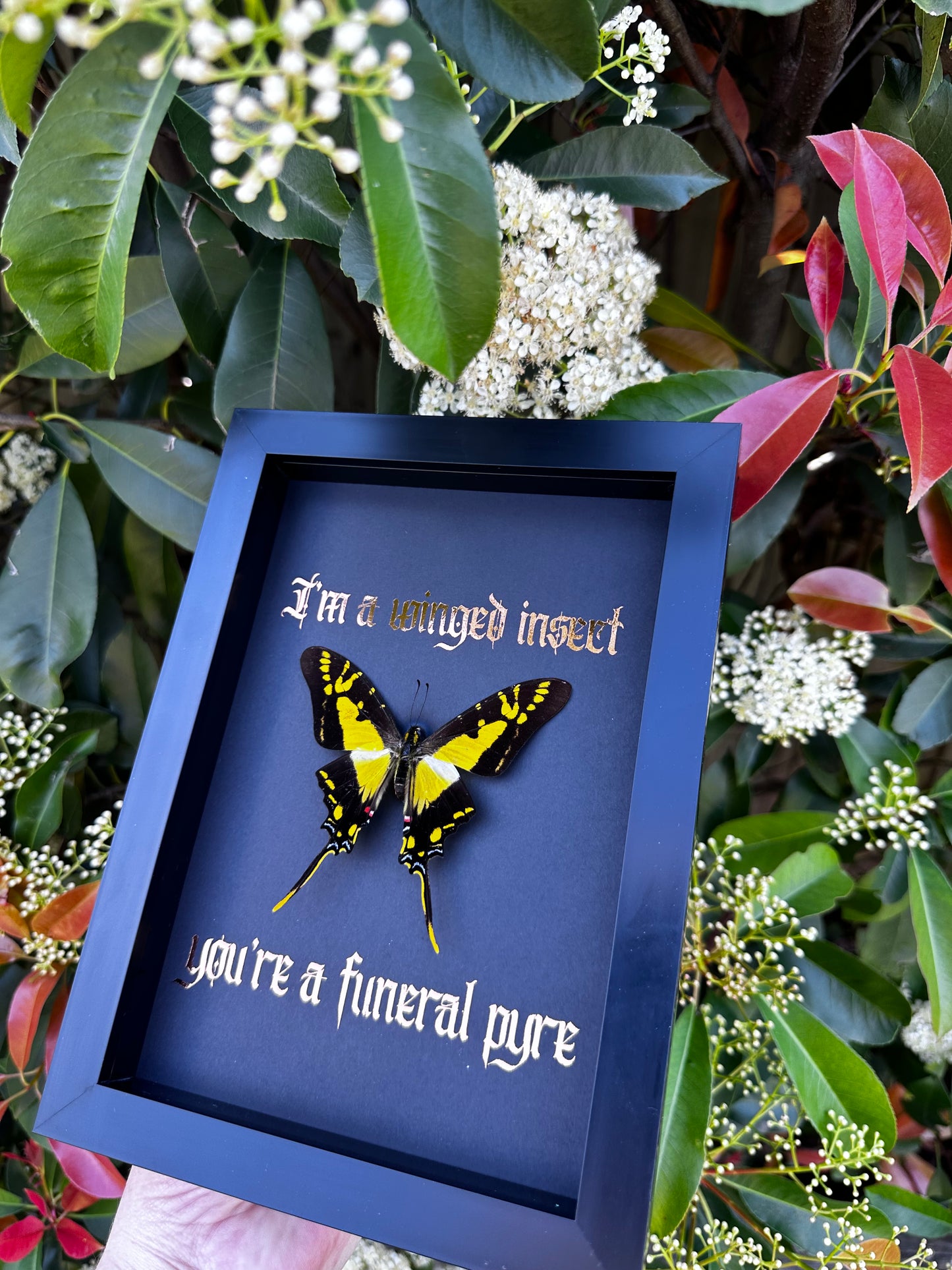 I’m a winged insect #2