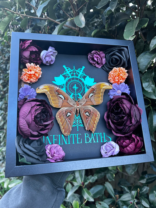 Attacus Atlas - Infinite Baths