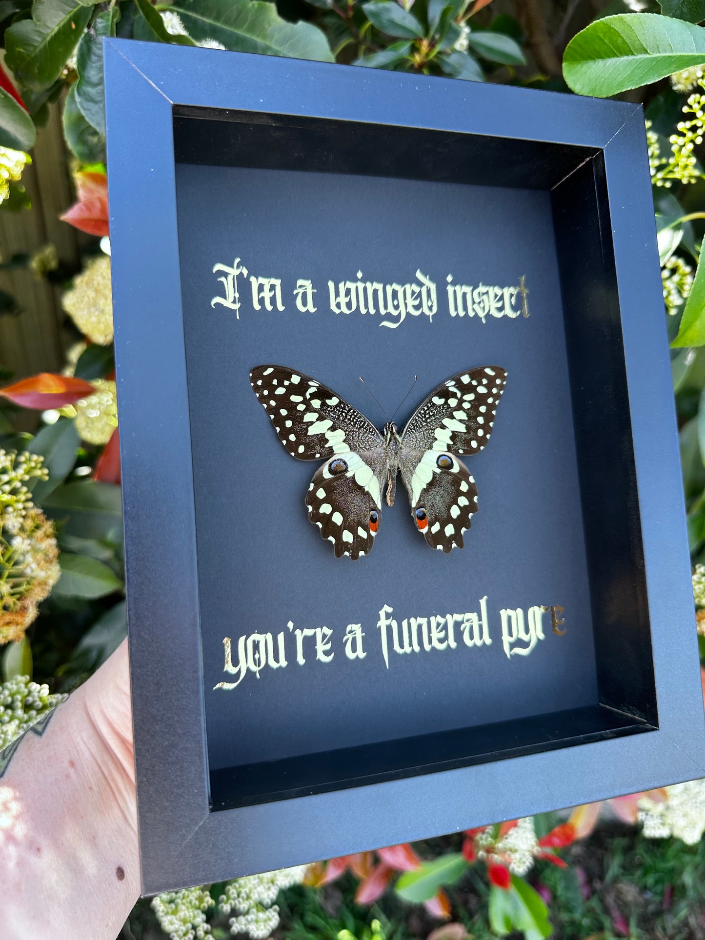 I’m a winged insect #1