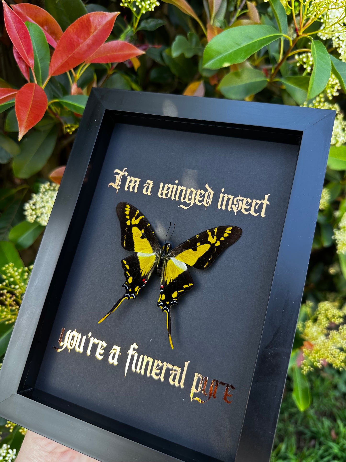 I’m a winged insect #2