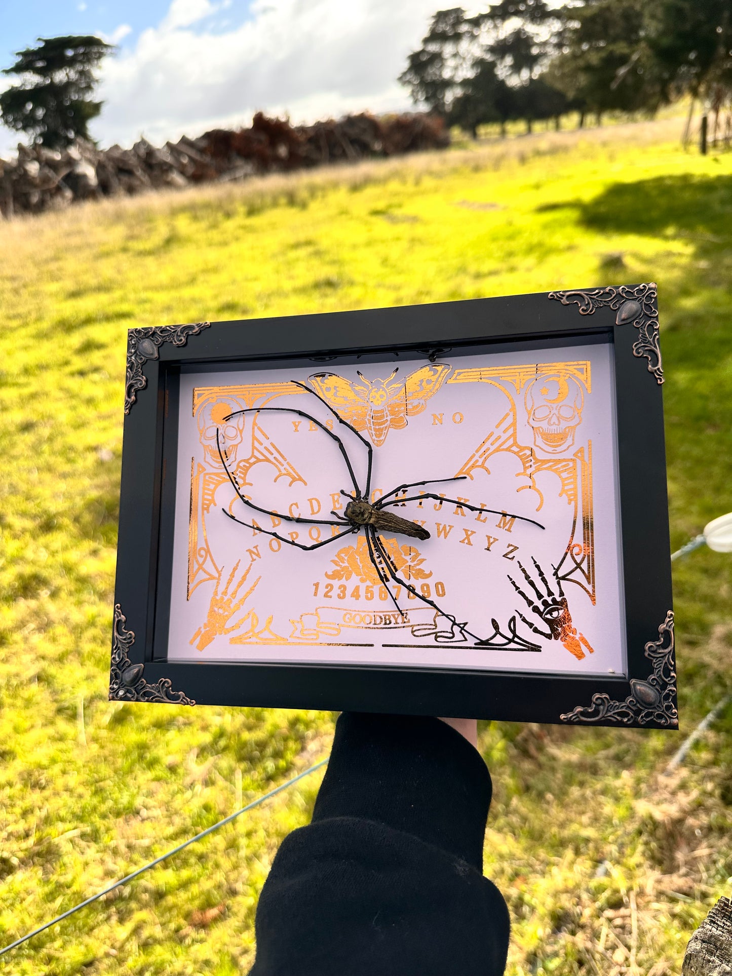Golden Orb Weaver