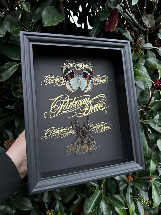 Parkway Drive Frame