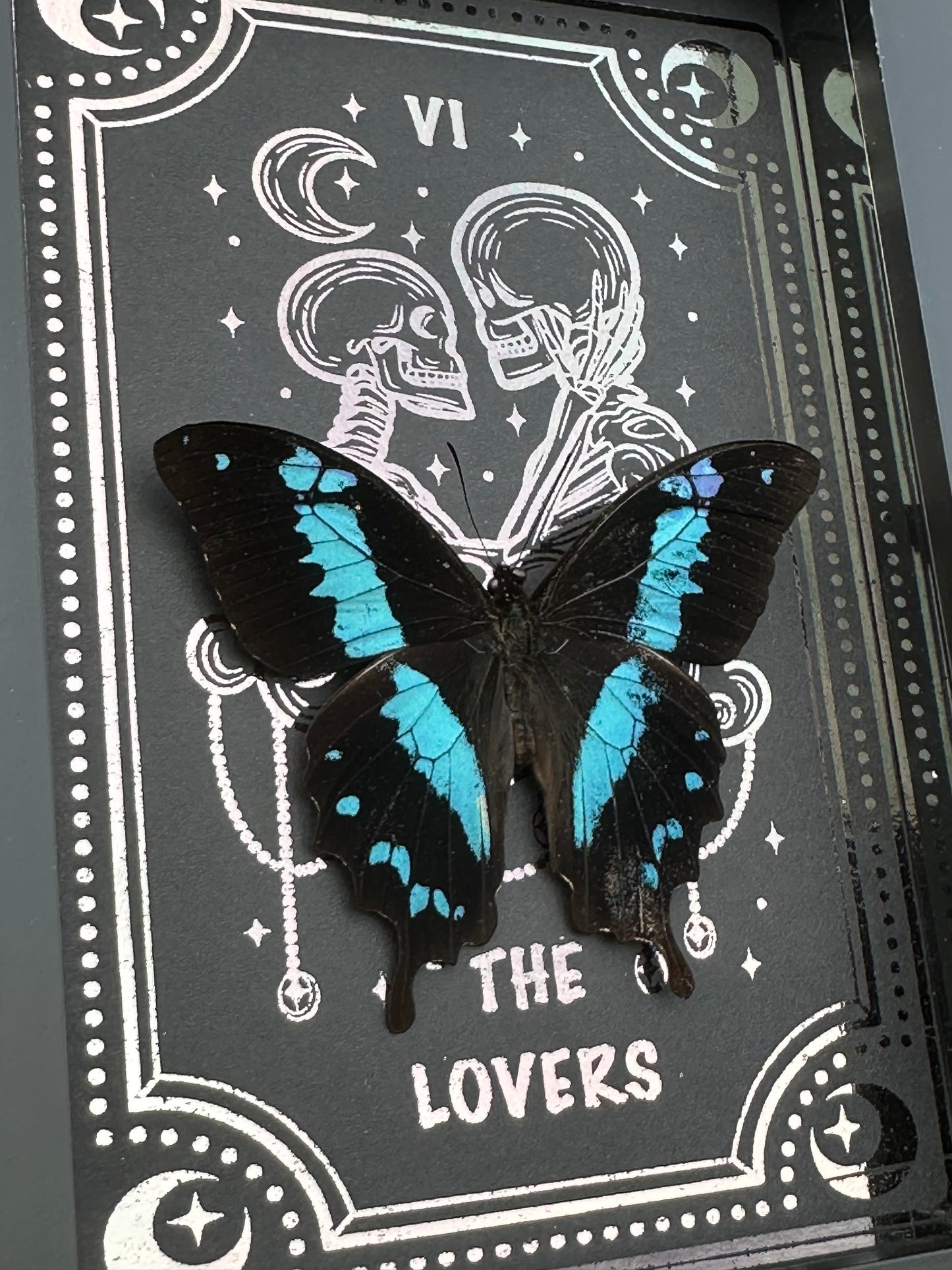 Papilio Oribazus - The Lovers