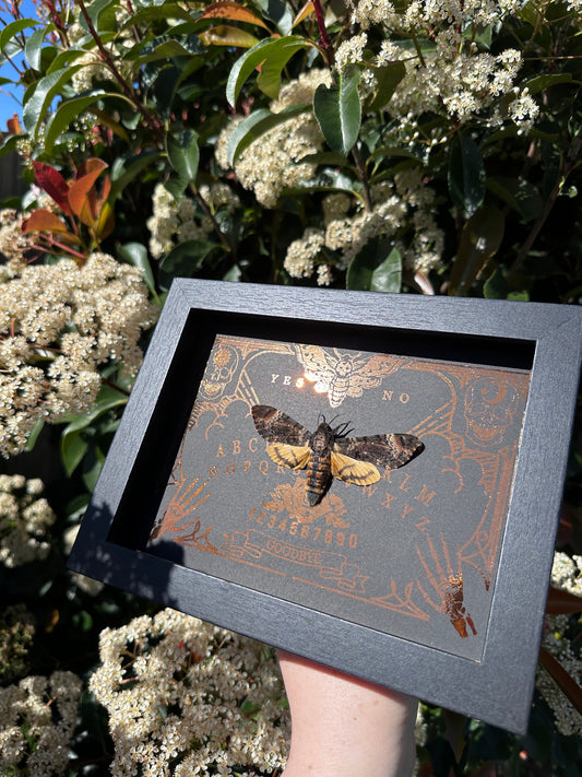 Deaths Head Moth/ Acherontia