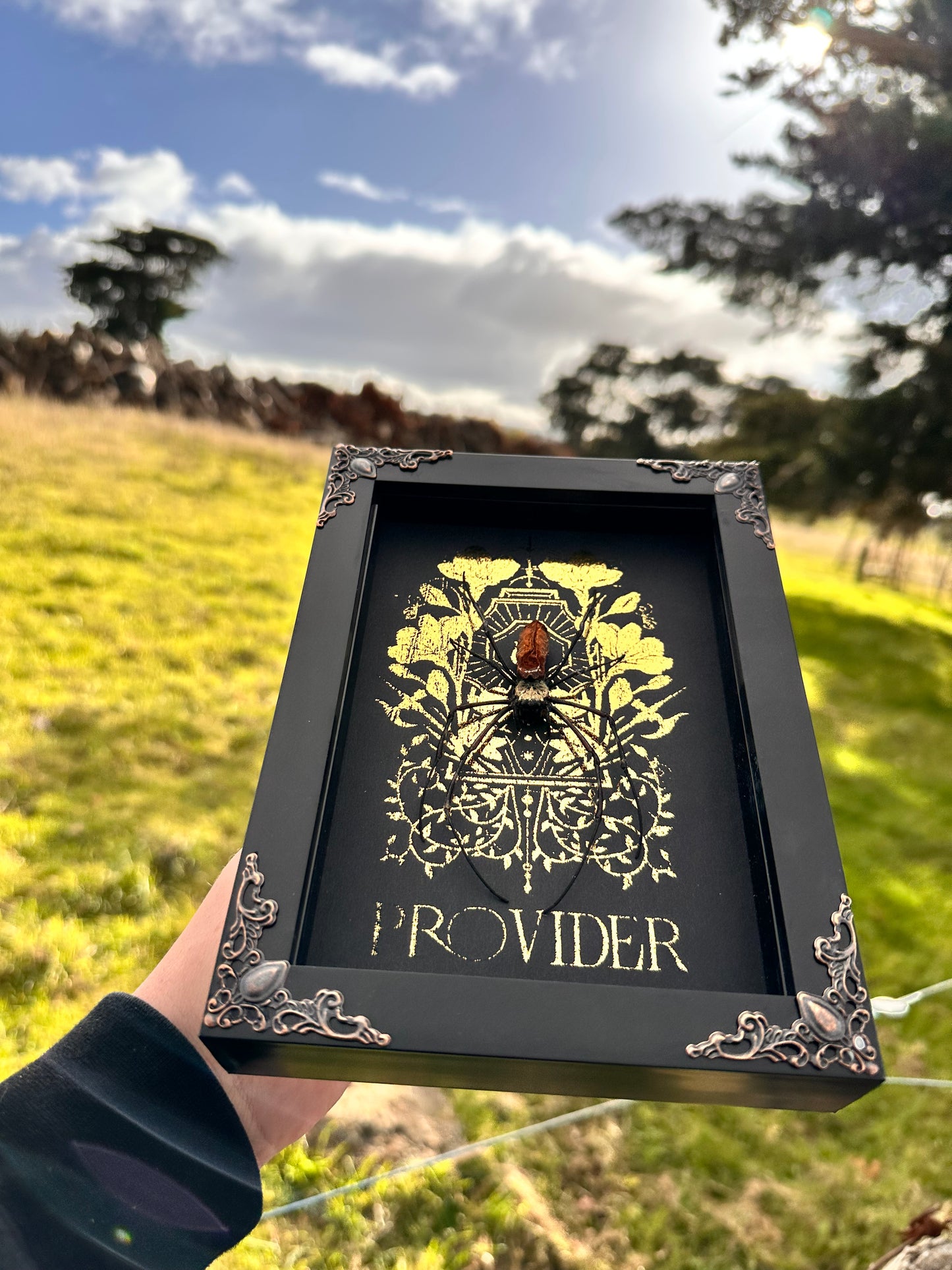 Orb Spider - Provider