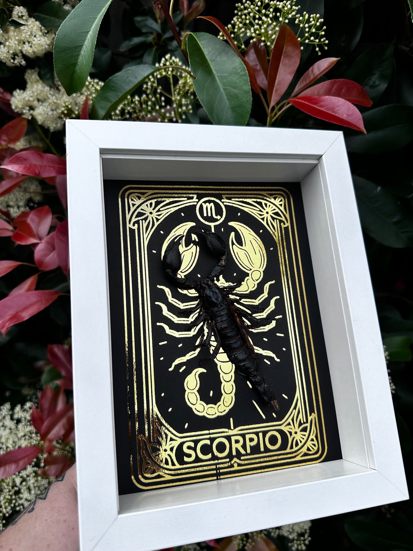 Scorpio ♏️