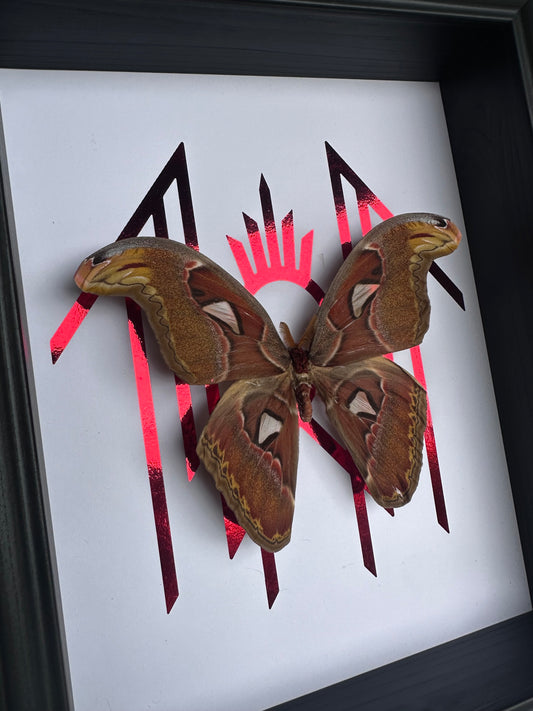 Attacus Atlas