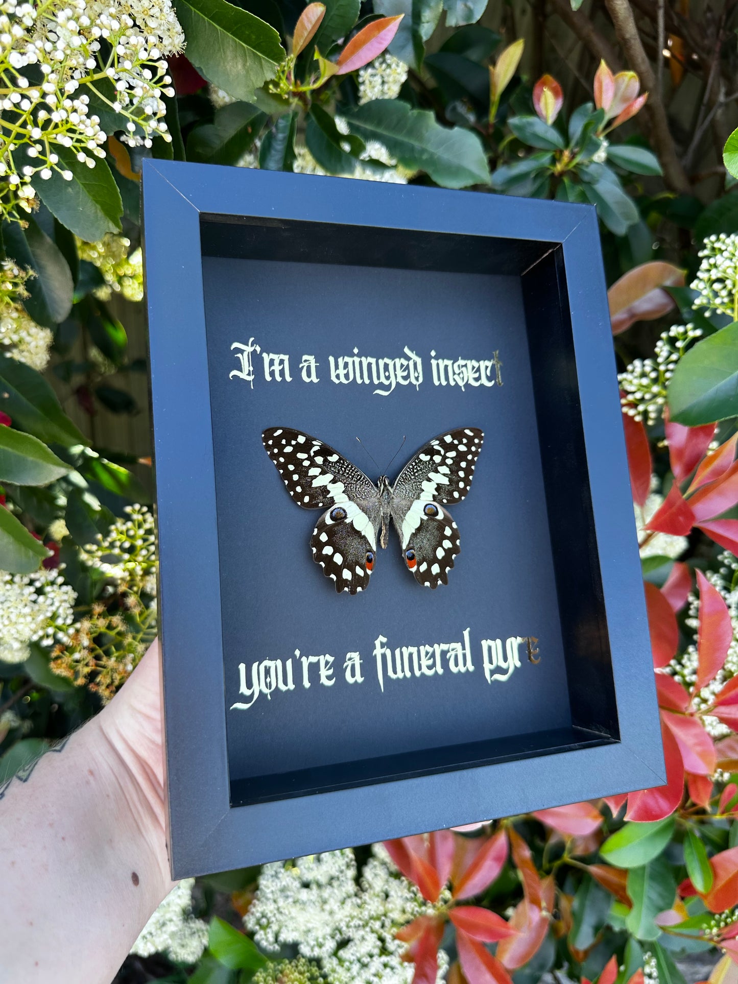 I’m a winged insect #1