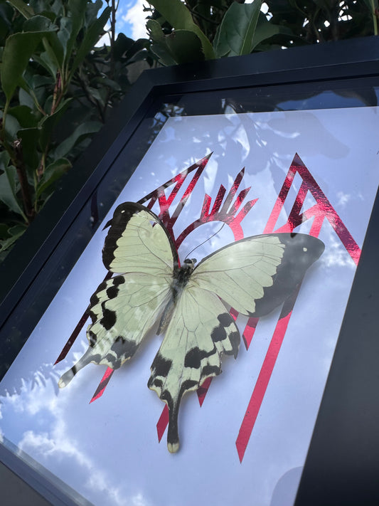 Papilio Dardanus Meriones (Sleep Token in here)