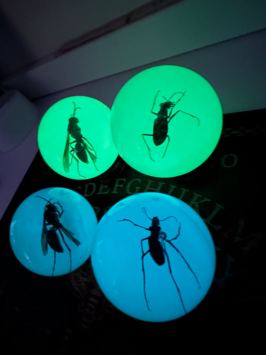 Insects in resin sphere’s