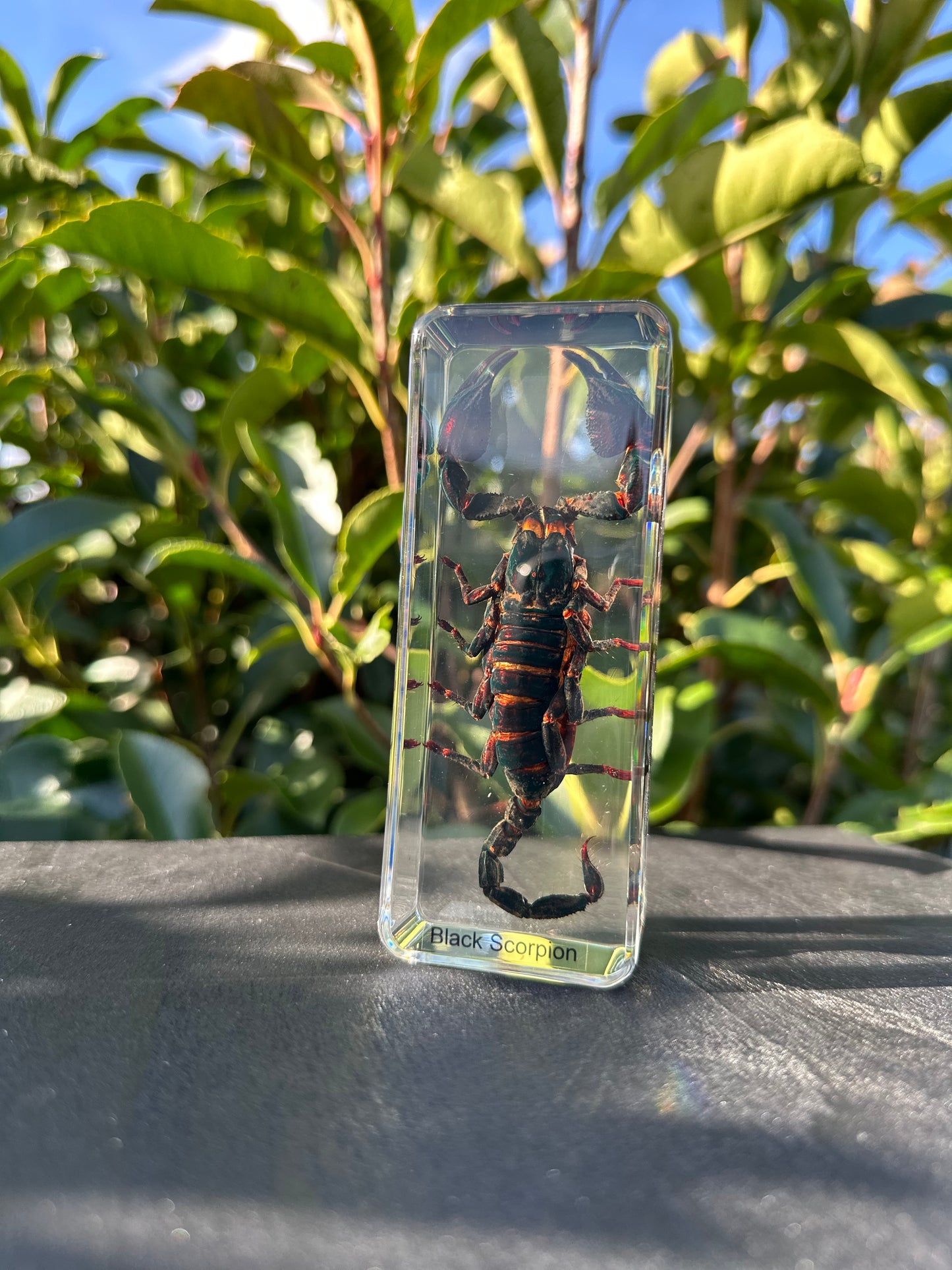 Insects in Resin