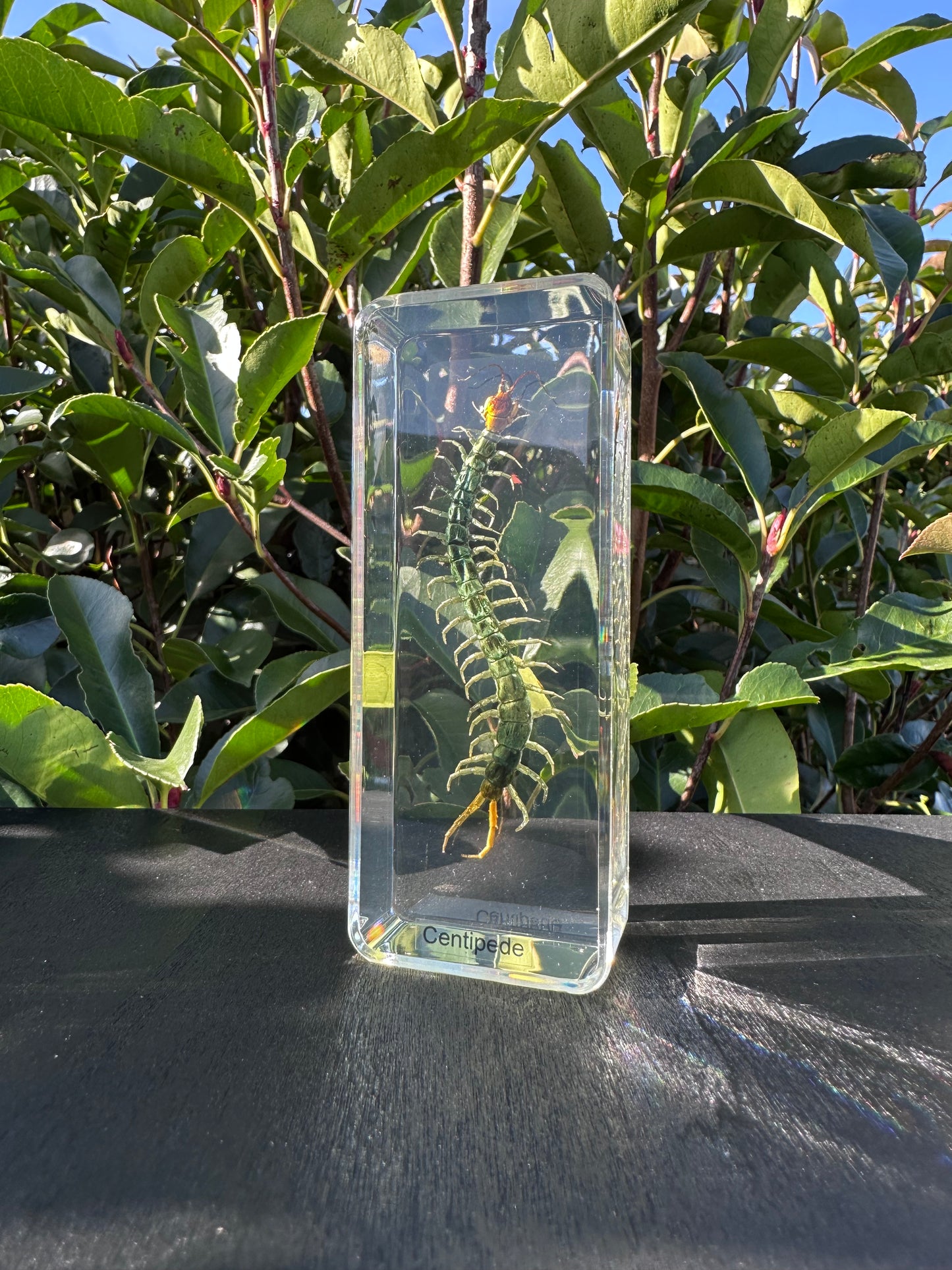 Insects in Resin