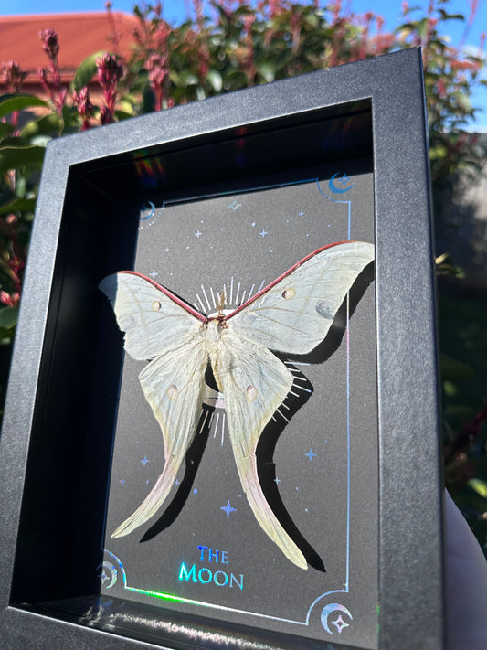 Actias Luna Moth