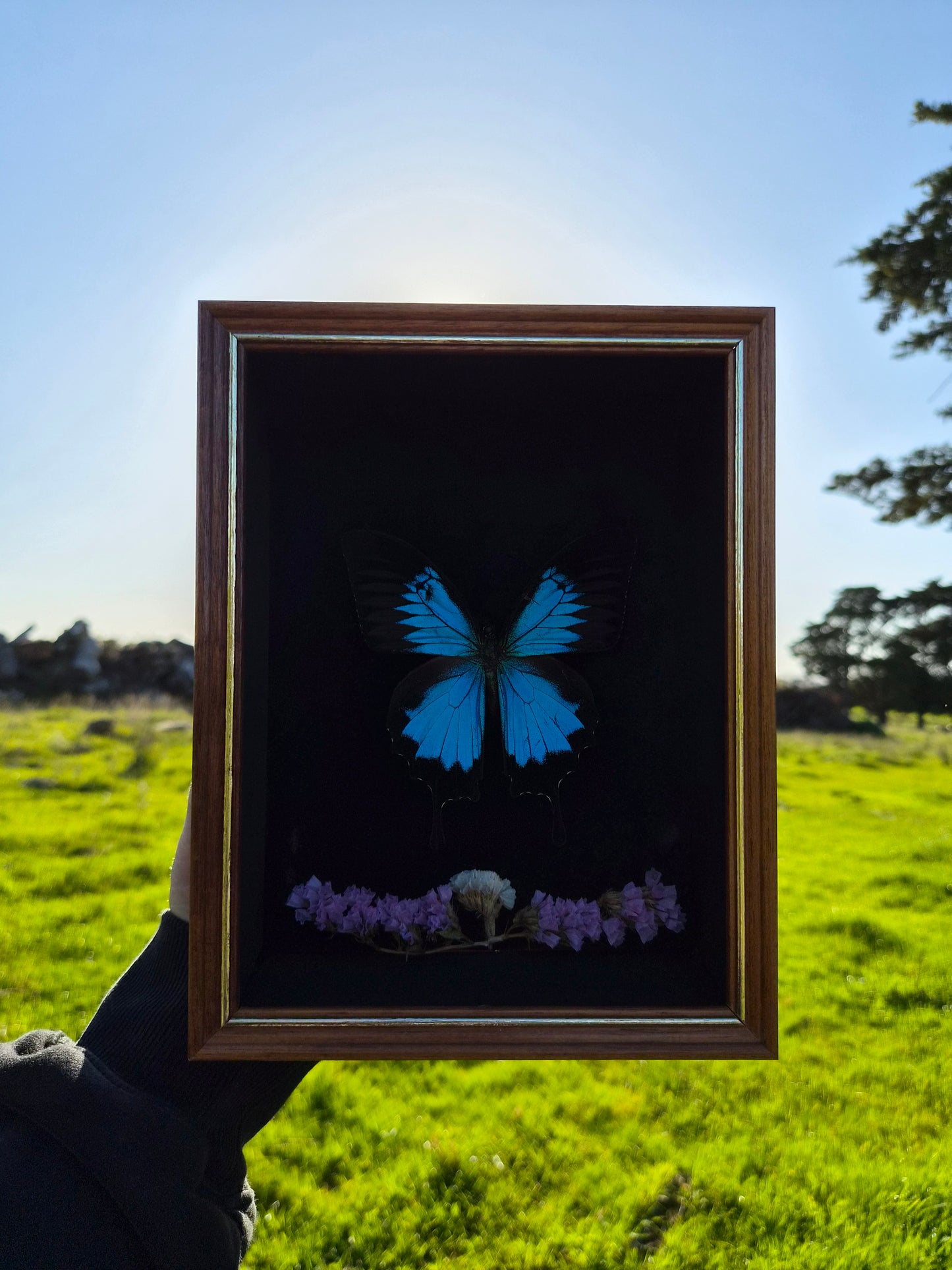 Bright Blue Papilio Ulysses