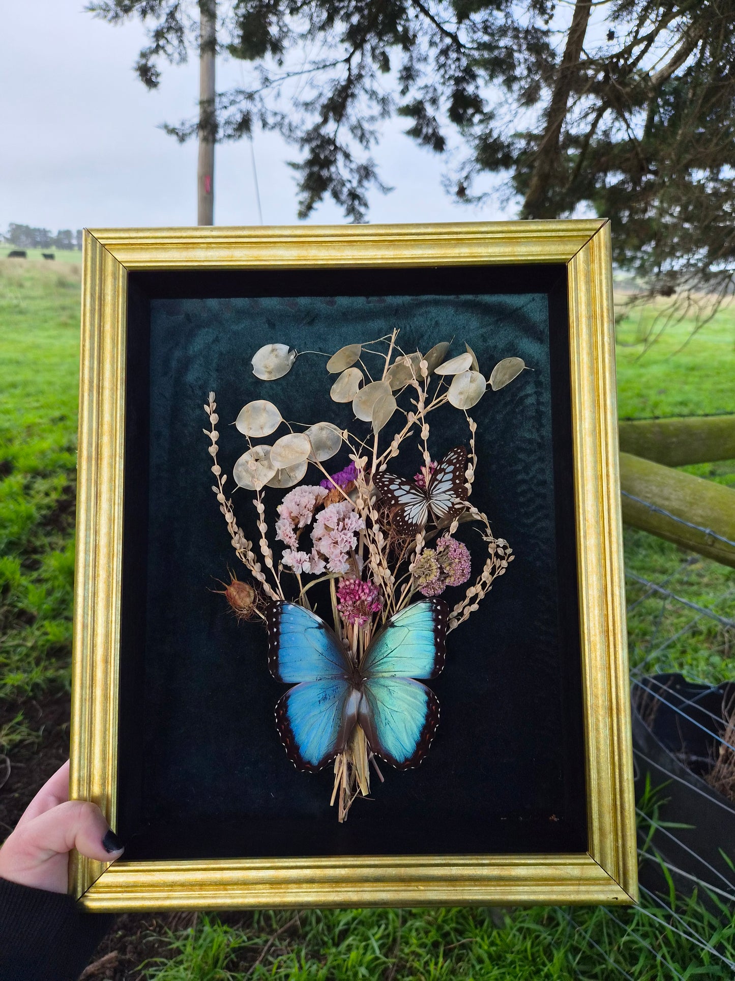 Morpho Helanor & Graphium