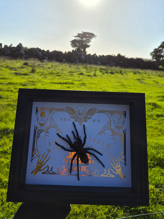 Brachypelma Vagans
