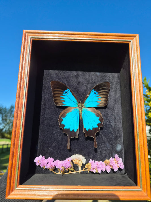 Bright Blue Papilio Ulysses