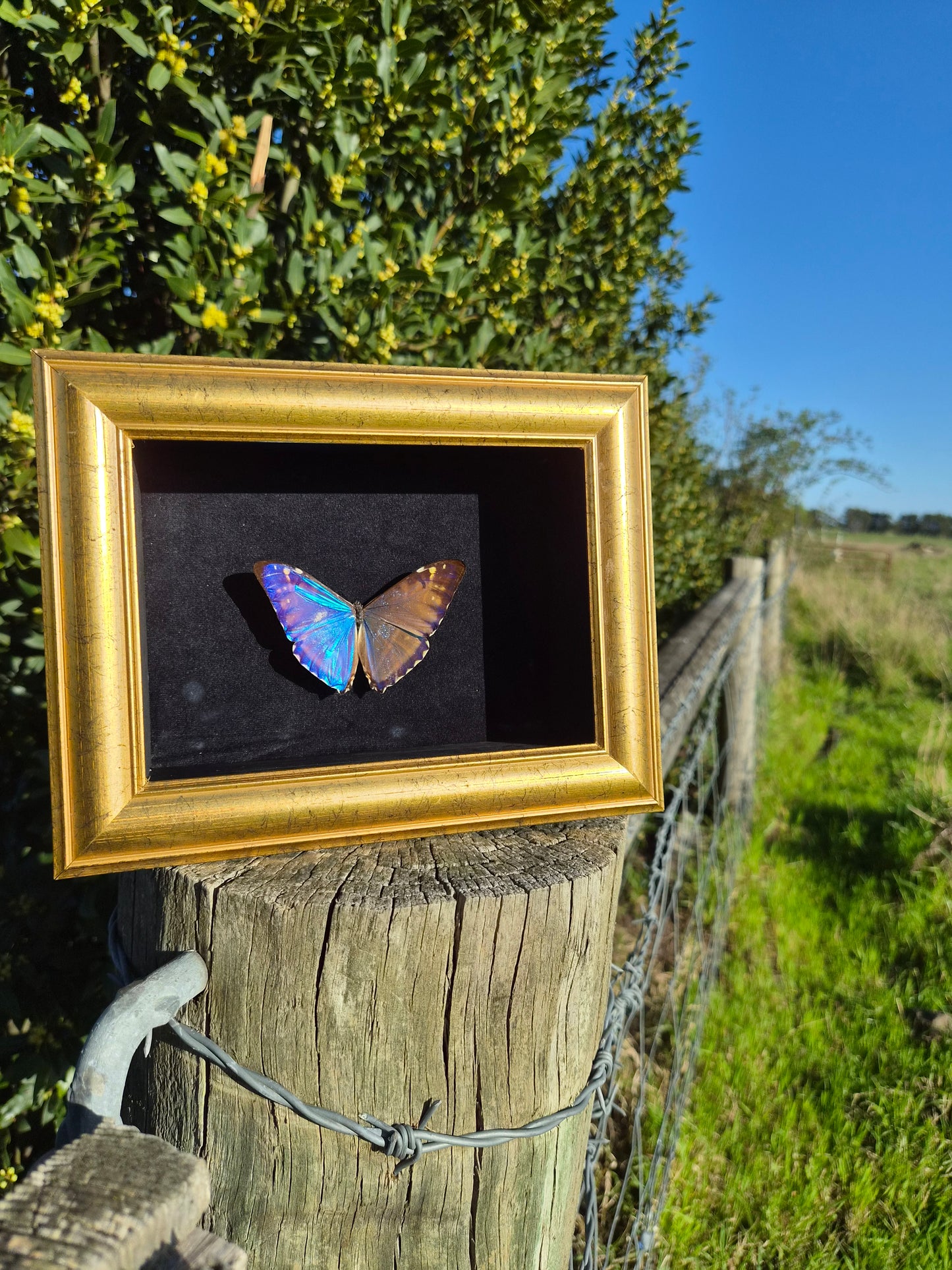 Morpho Marcus/Adonis Morpho