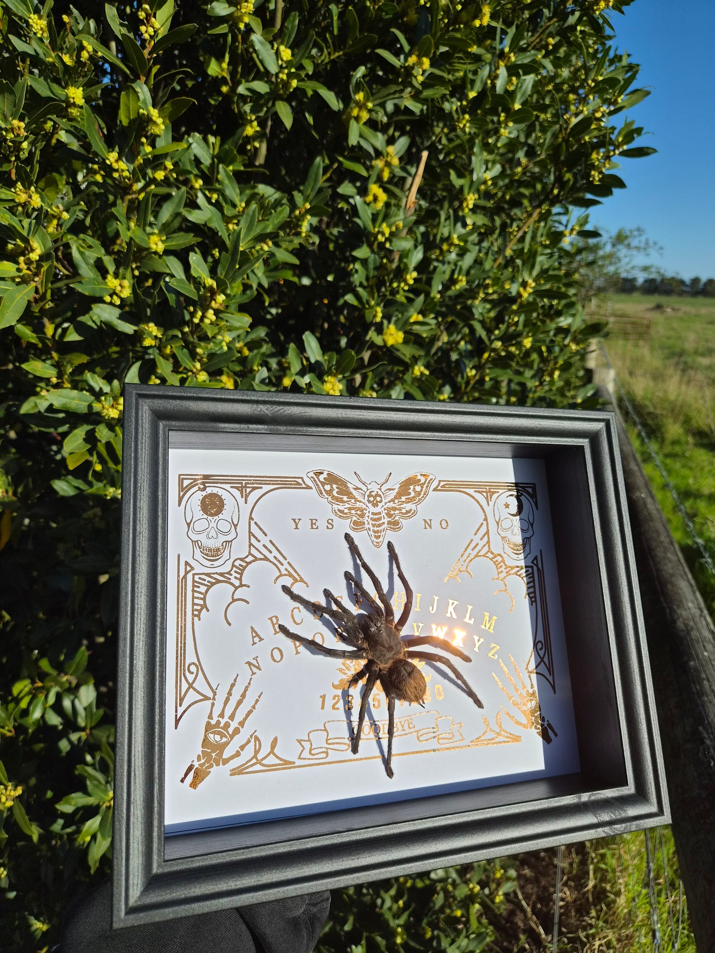 Brachypelma Vagans