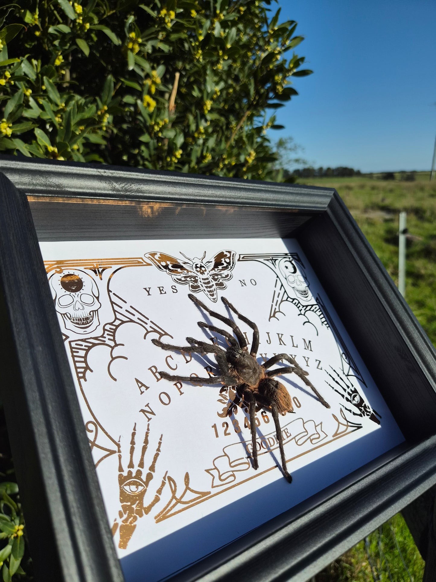 Brachypelma Vagans