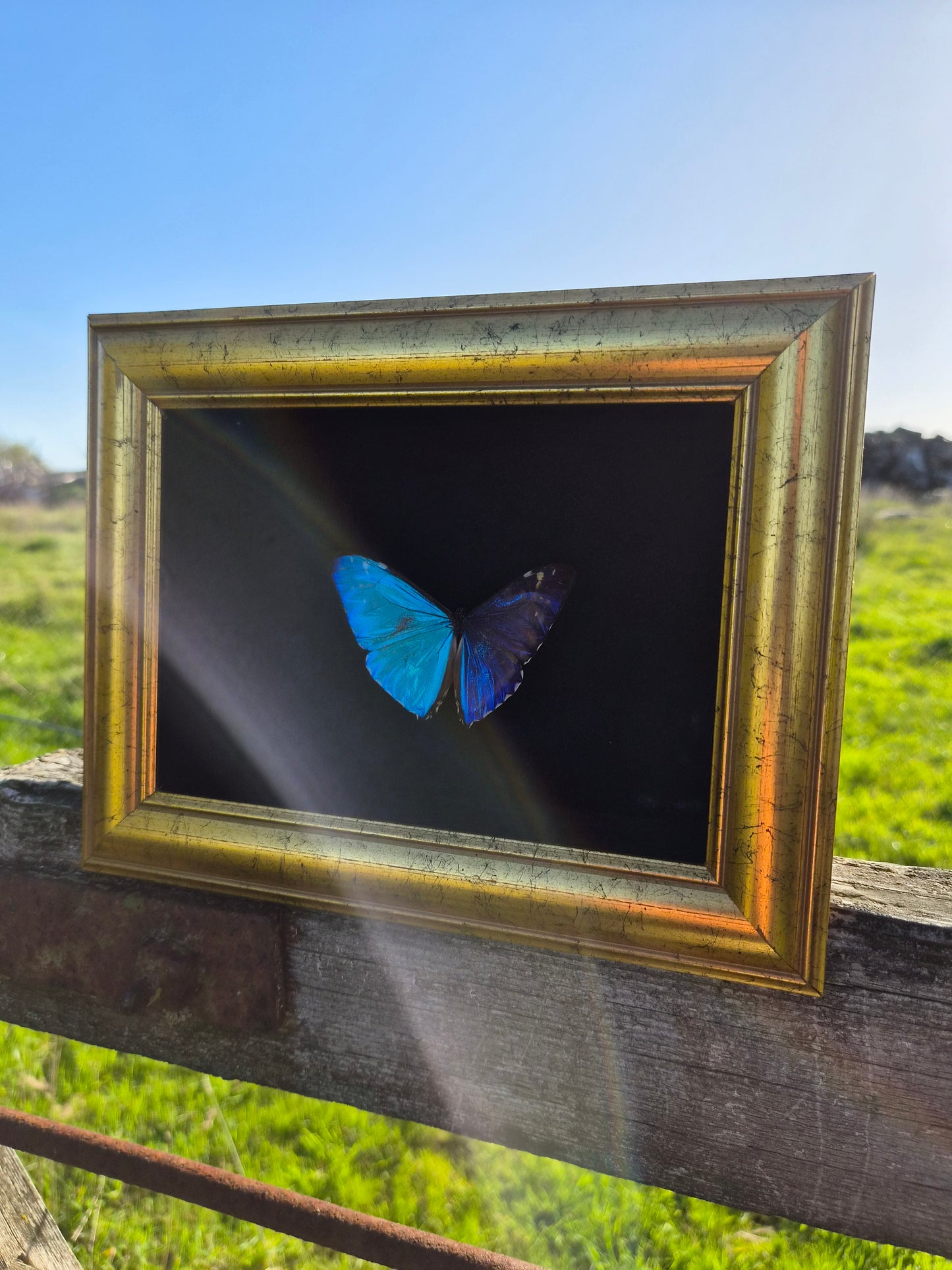 Morpho Marcus/Adonis Morpho