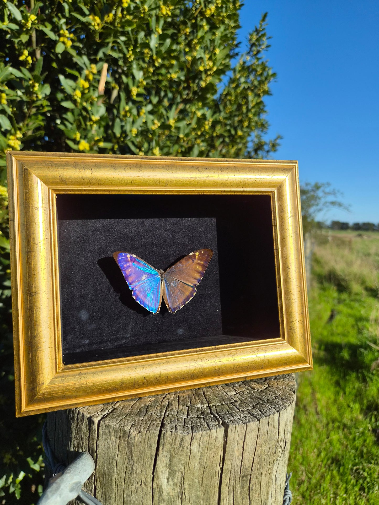 Morpho Marcus/Adonis Morpho