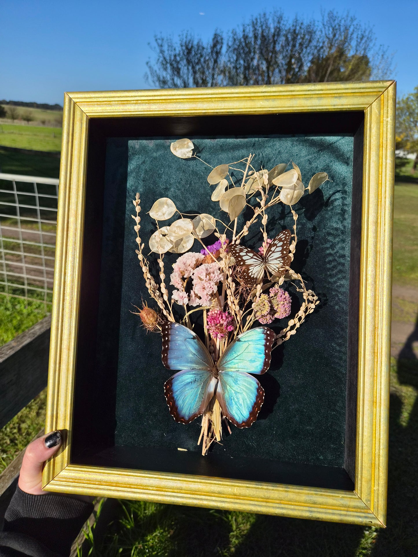 Morpho Helanor & Graphium
