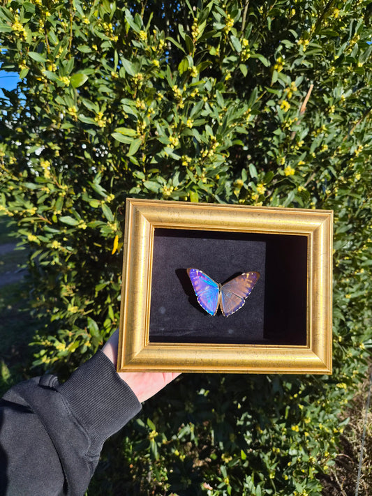 Morpho Marcus/Adonis Morpho