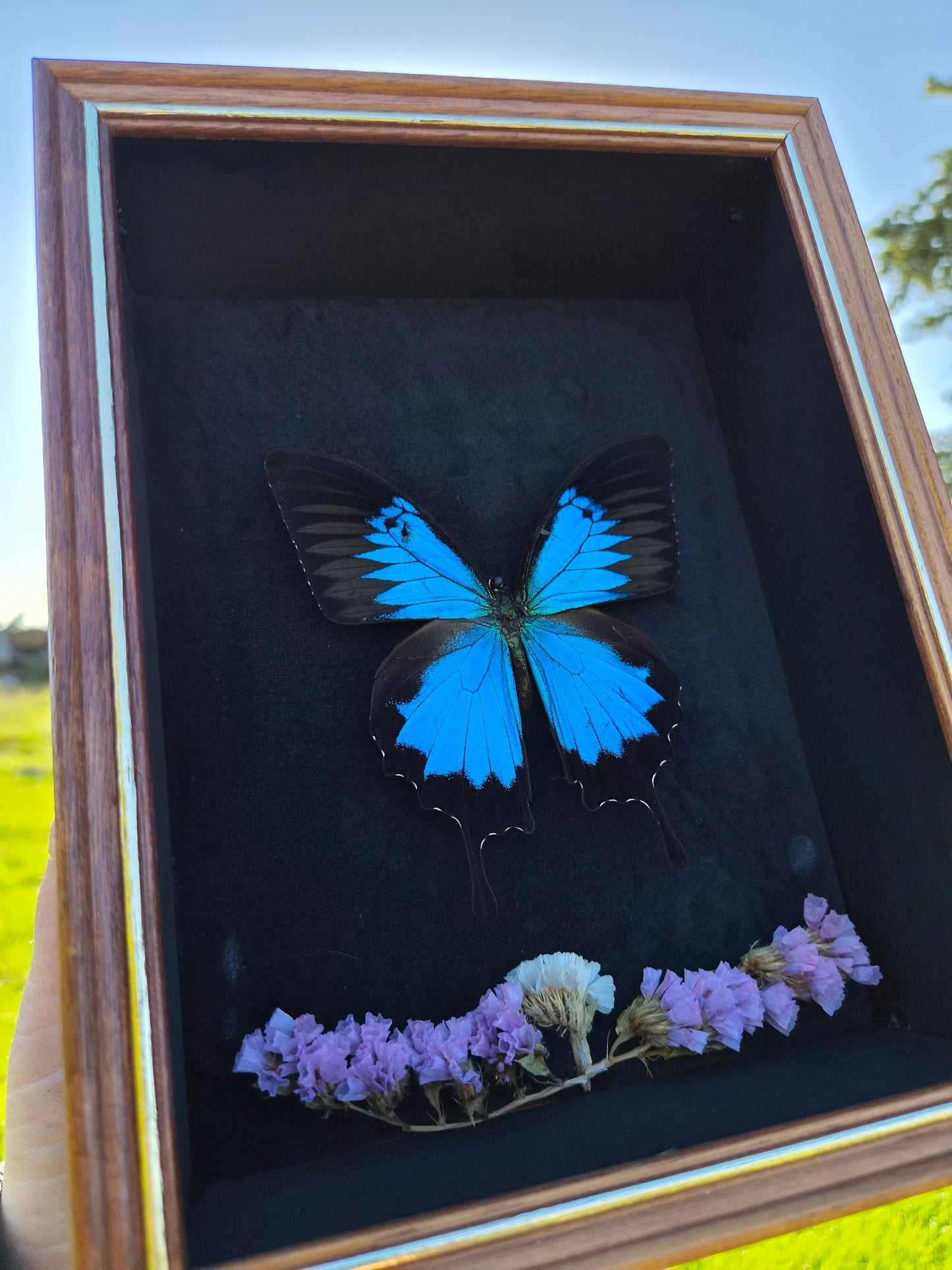 Bright Blue Papilio Ulysses