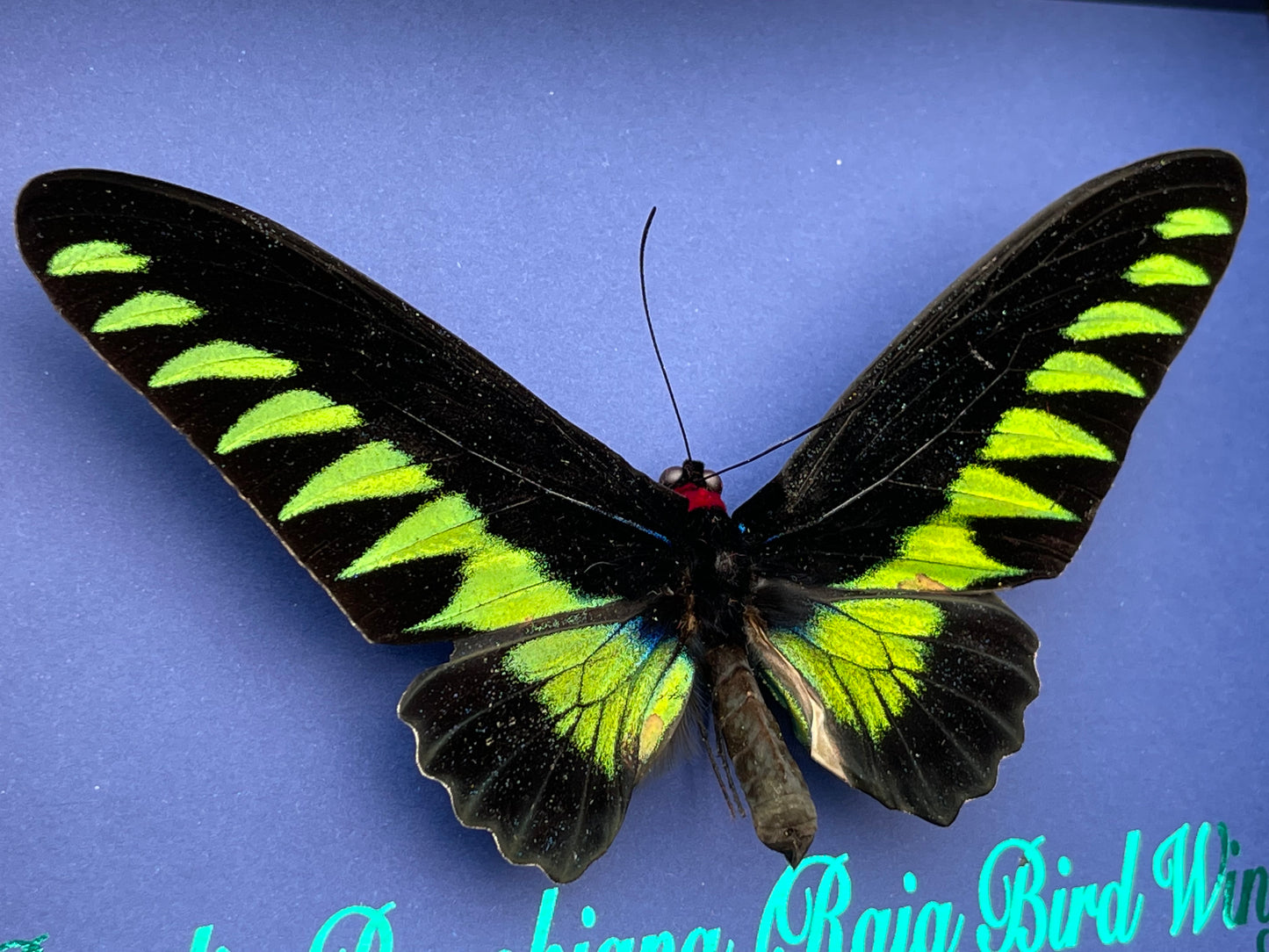 Papilio brookiana (Raja Birdwing)