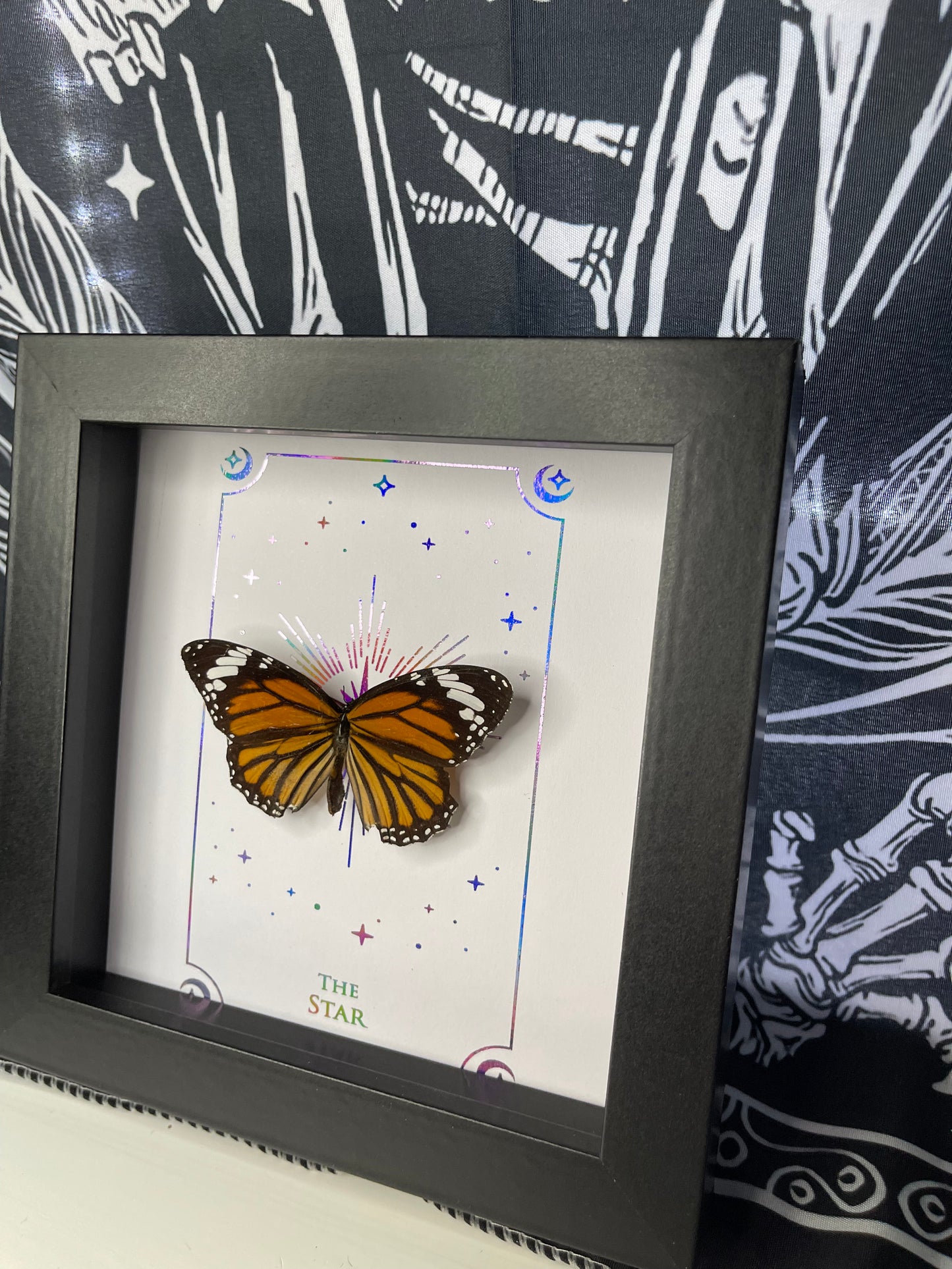 Danaus plexippus/Monarch Butterfly