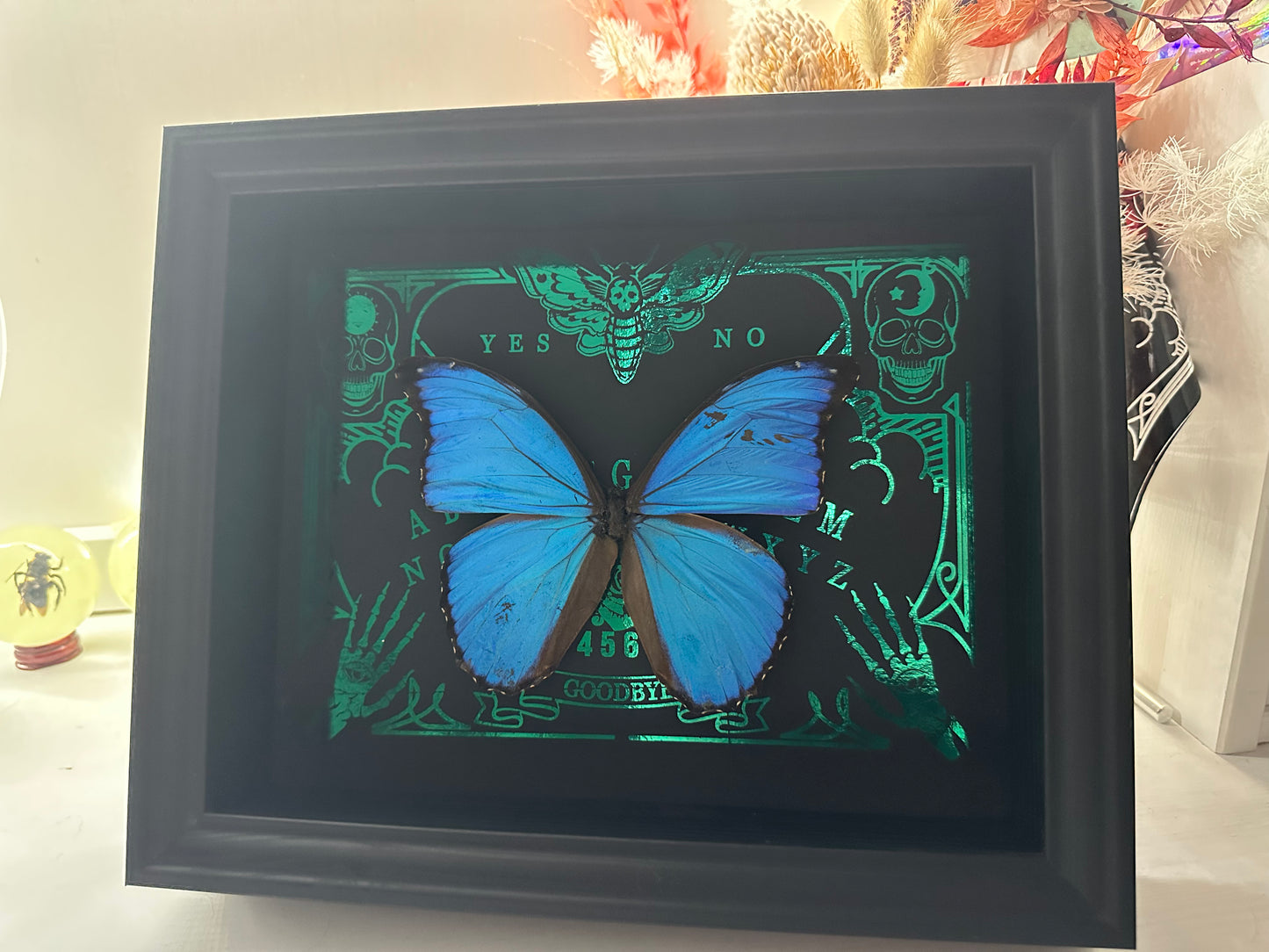 Taxidermy Blue Morpho Butterfly