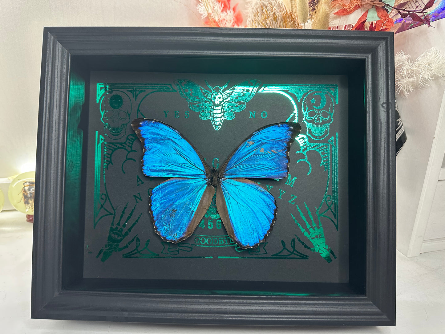 Taxidermy Blue Morpho Butterfly