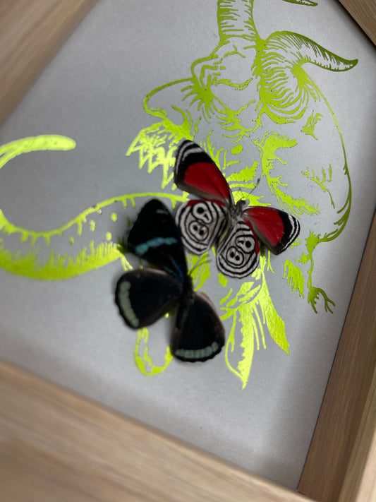 Diaethria Clymema